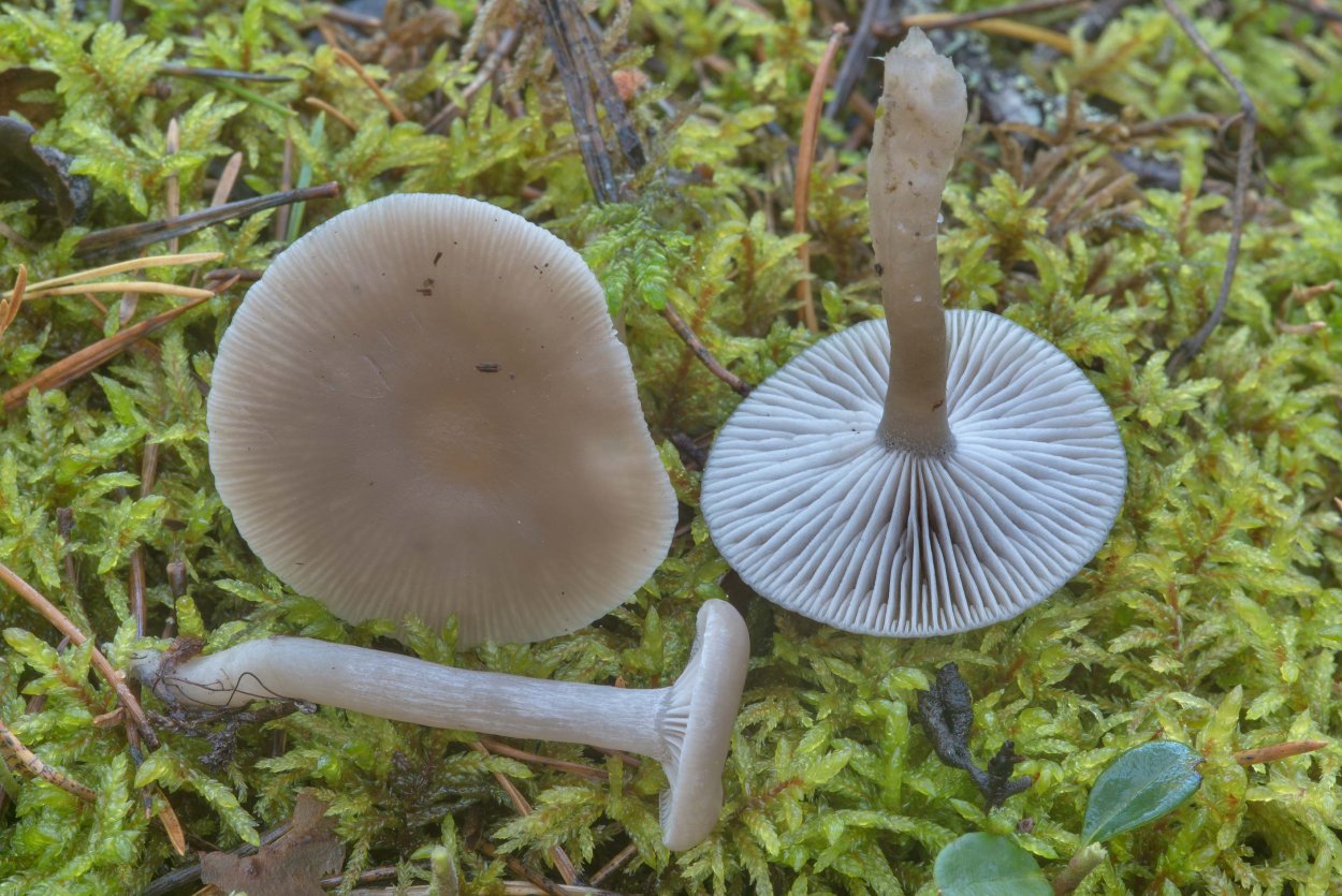 Говорушка желобчатая Clitocybe vibecina