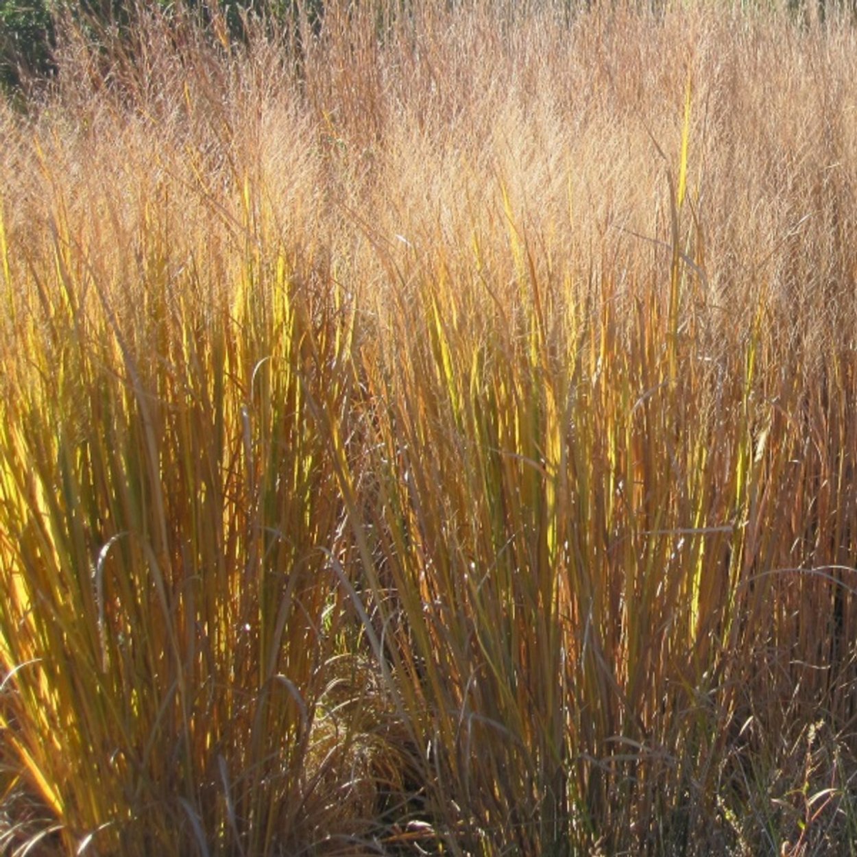 Просо прутьевидное “Northwind” (Panicum virgatum “Northwind”)