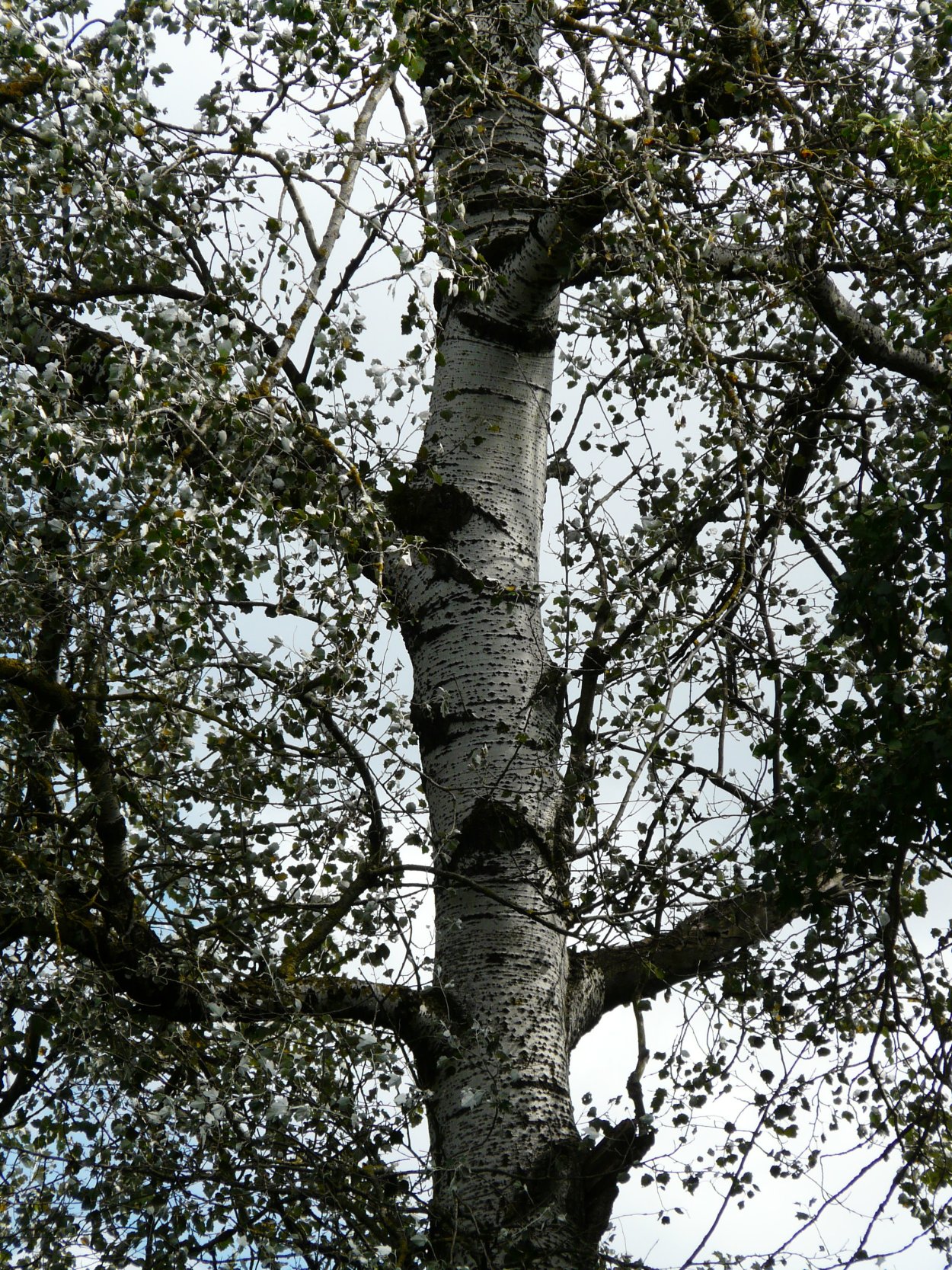 Тополь Populus Alba