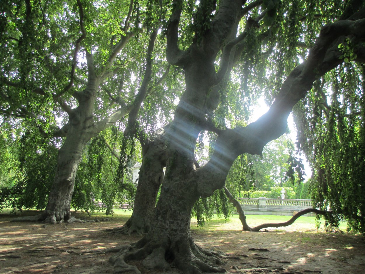 Populus Alba Тополь белый листья