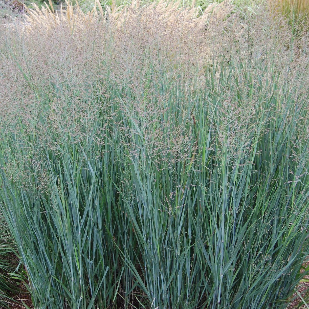 Просо прутьевидное ( Panicum virgatum 'Heavy Metal')