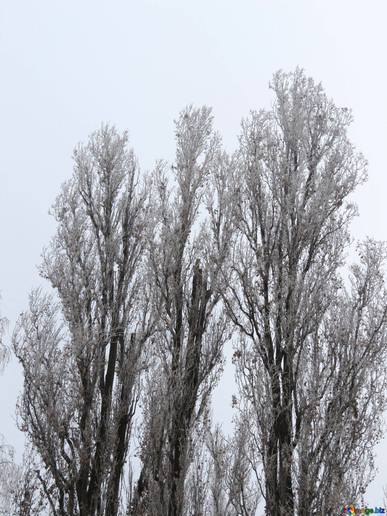 Salix Alba Ива плакучая