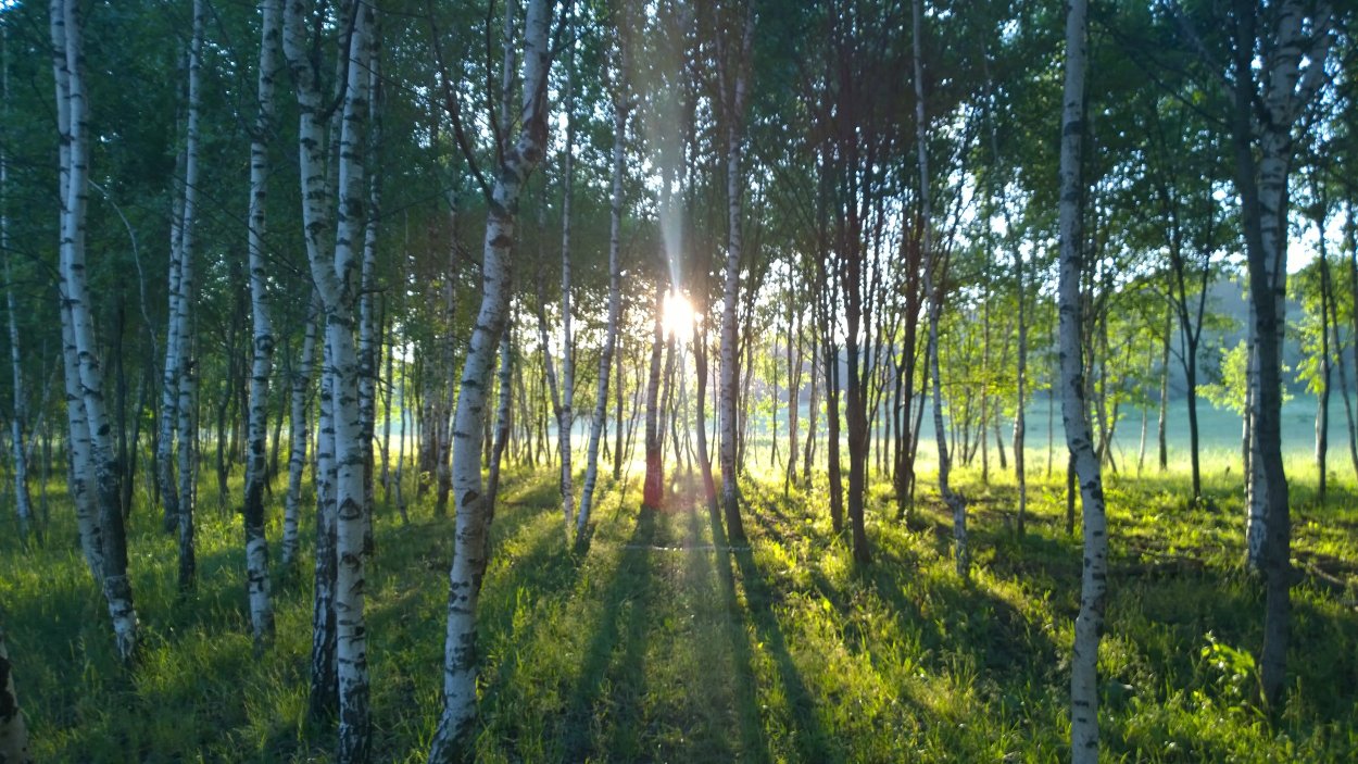 Березовая роща Бердск