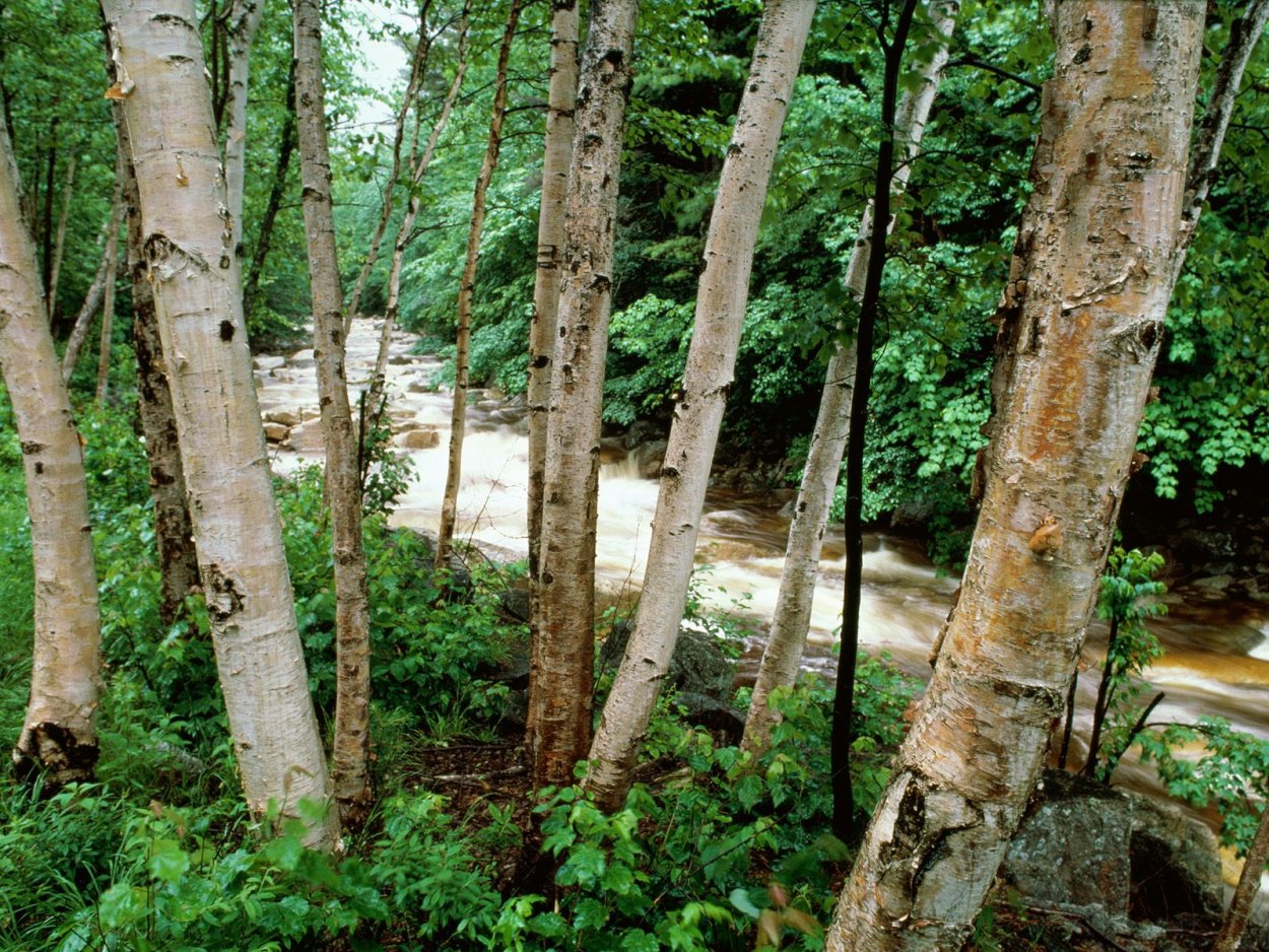 Американская береза