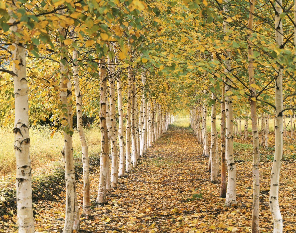 Betula Alnoides