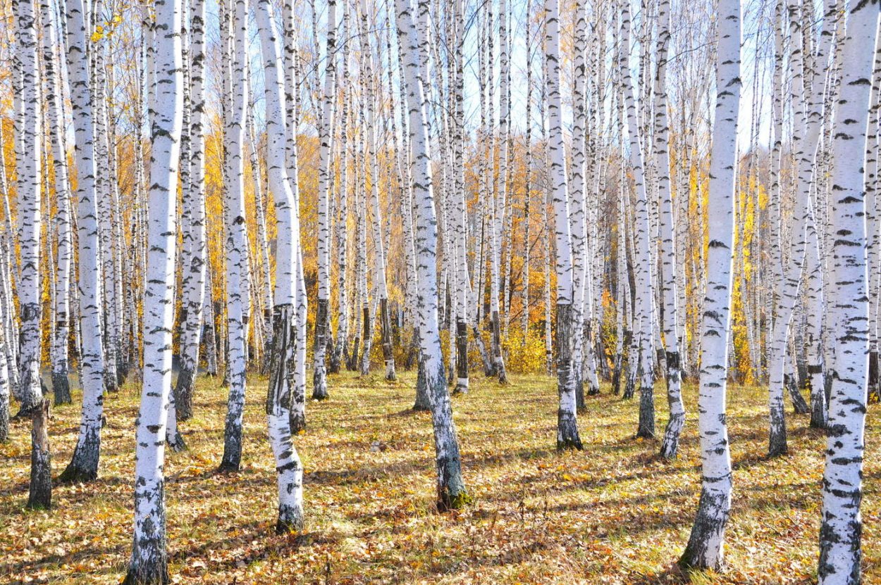 Октябрь лес березы