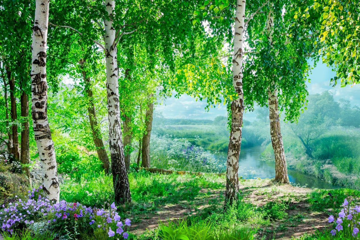 Фотообои комар Березовая роща