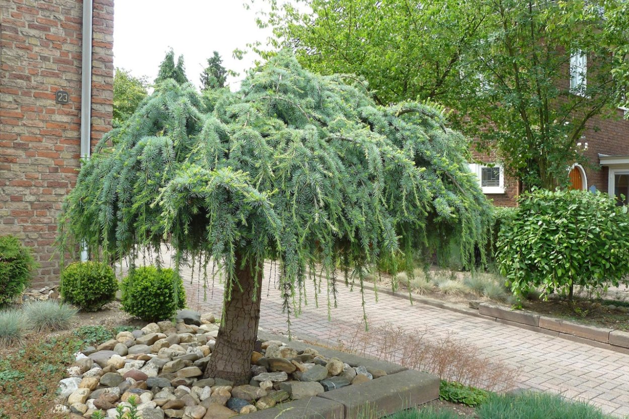 Cedrus Atlantica glauca