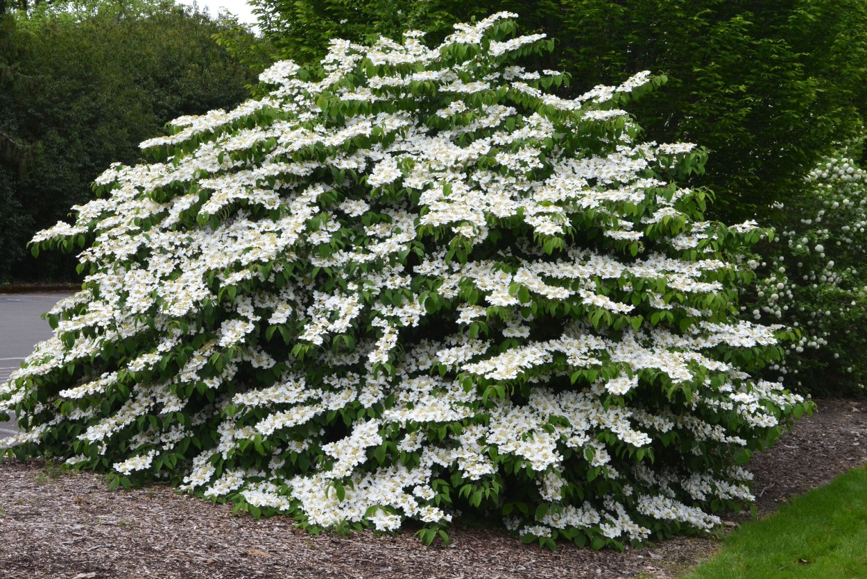 Калина складчатая Viburnum plicatum tomentosum