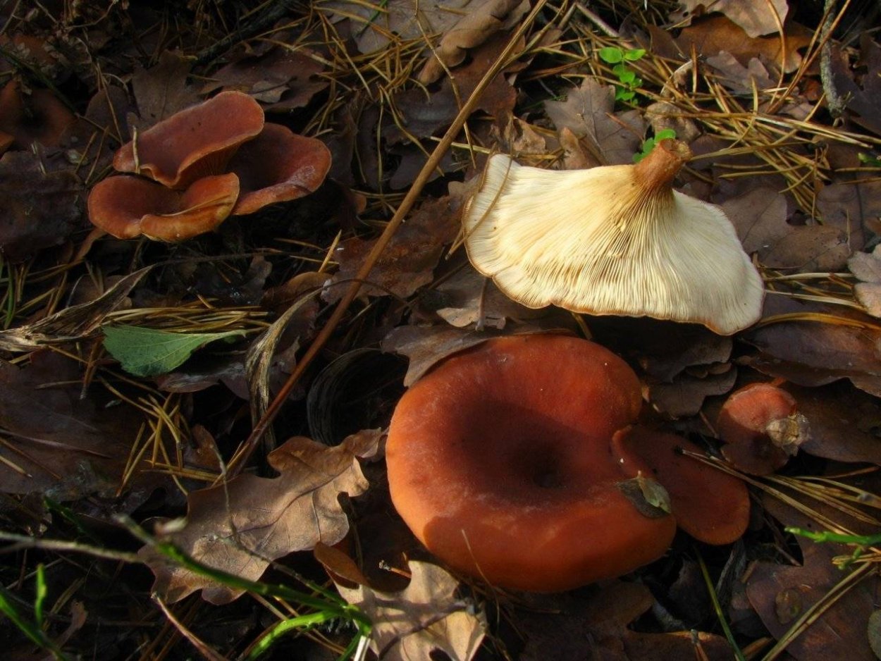 Подкрапивники грибы