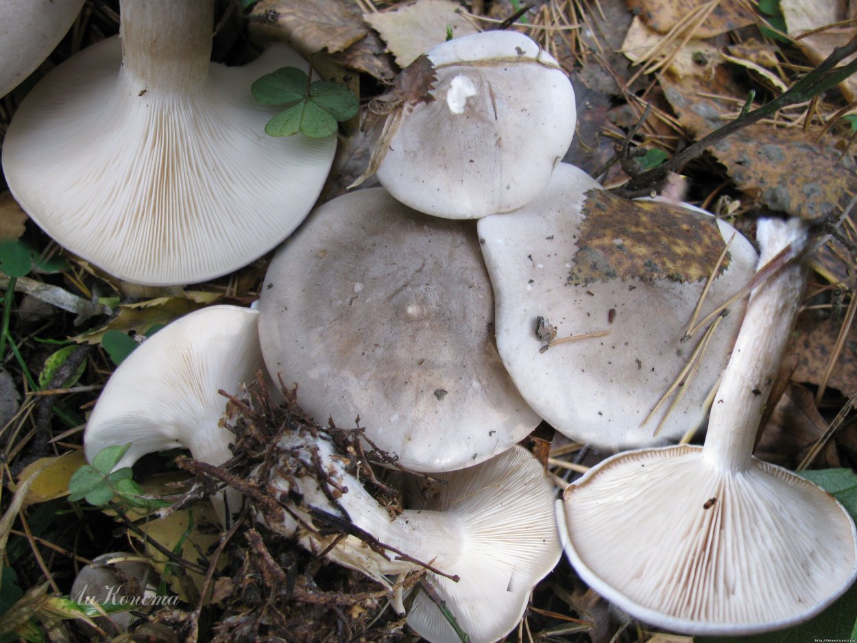 Дымчатая говорушка Clitocybe nebularis