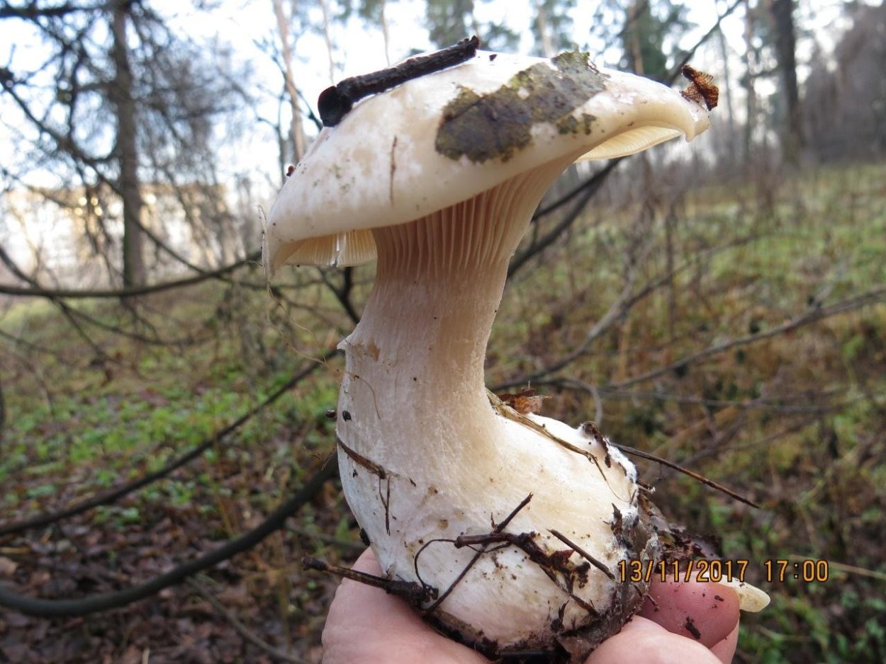 Слабопахучая говорушка (Clitocybe ditopa),
