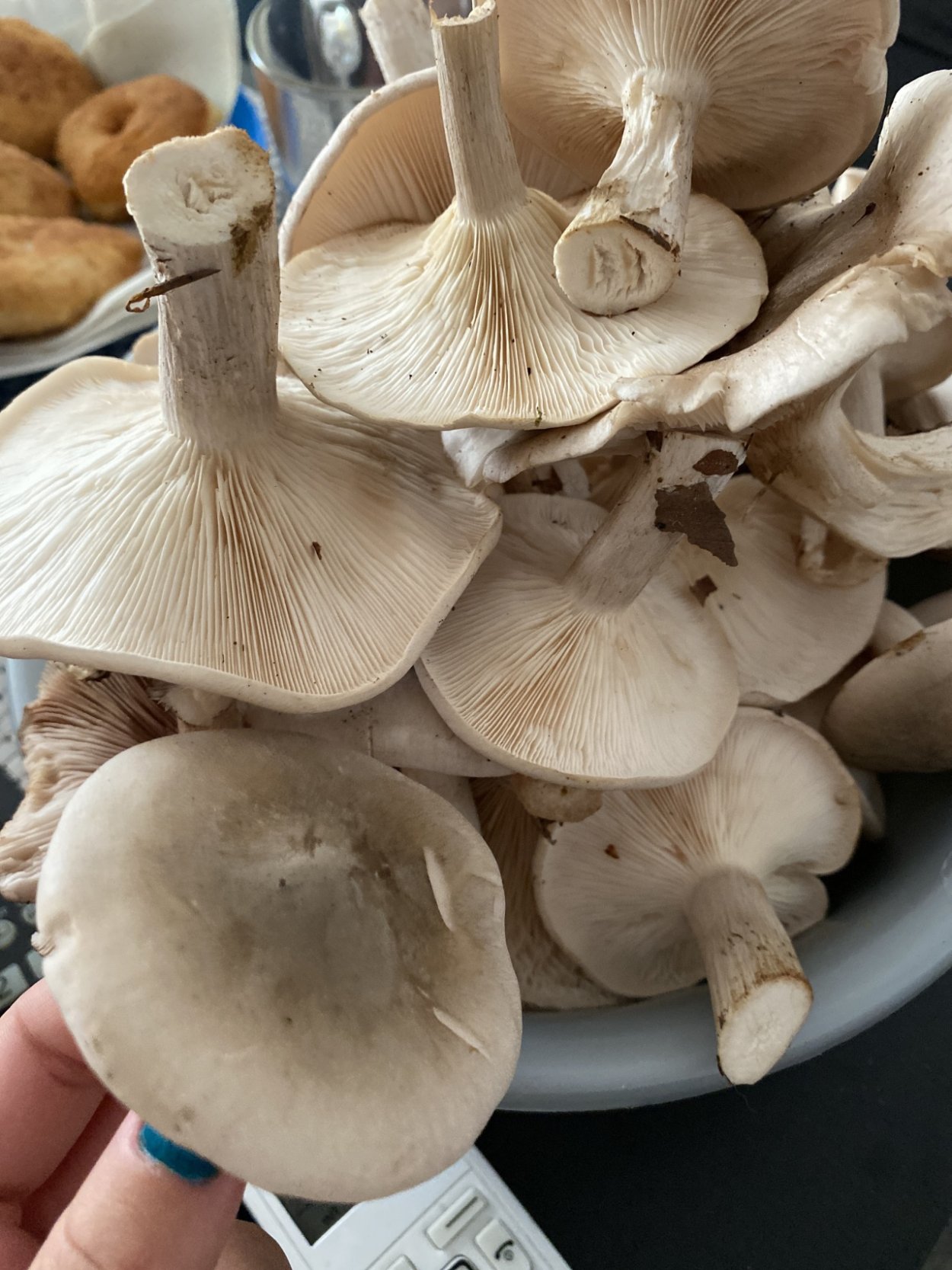 Слабопахучая говорушка (Clitocybe ditopa),