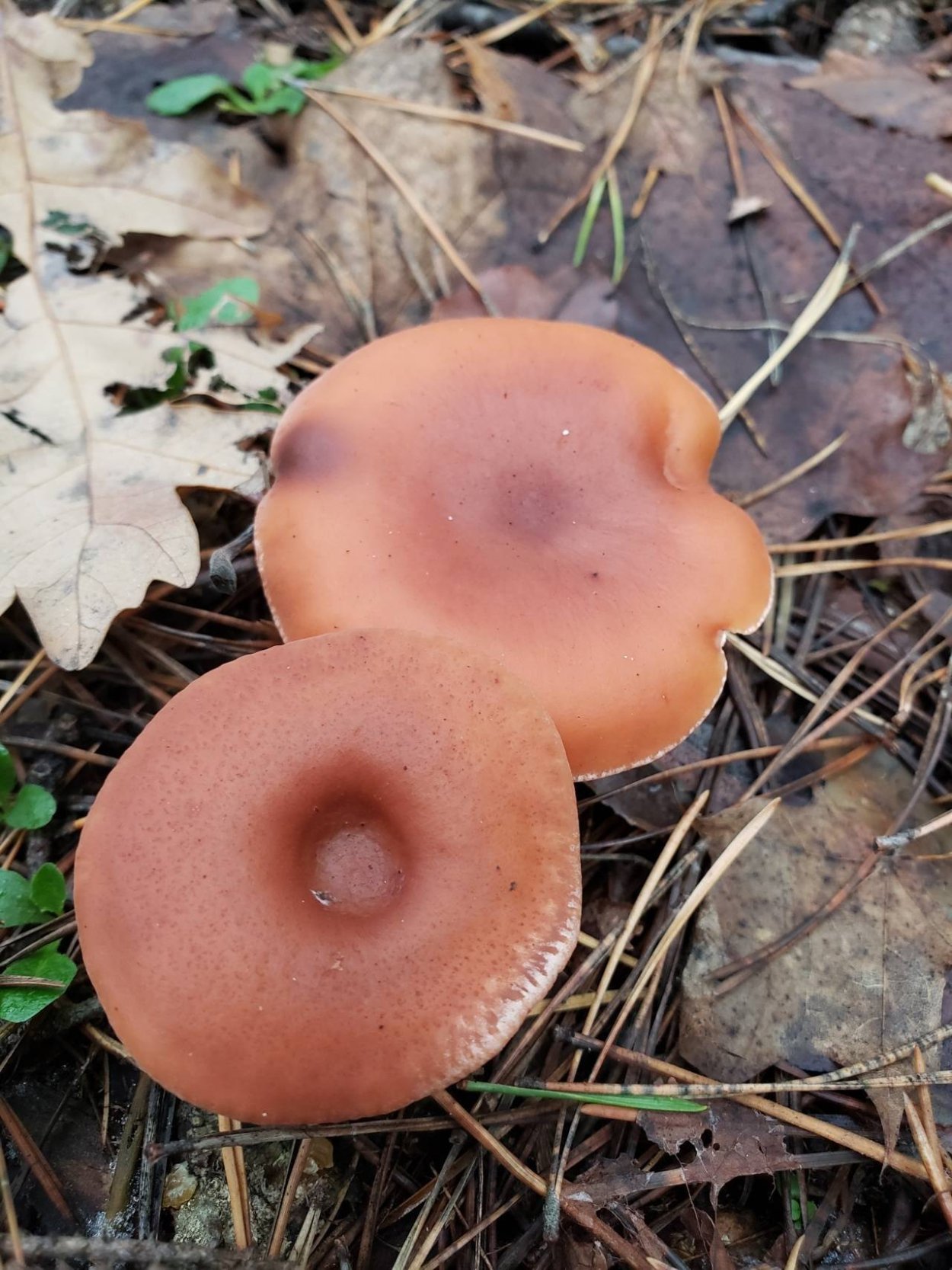 Дымчатая говорушка Clitocybe nebularis