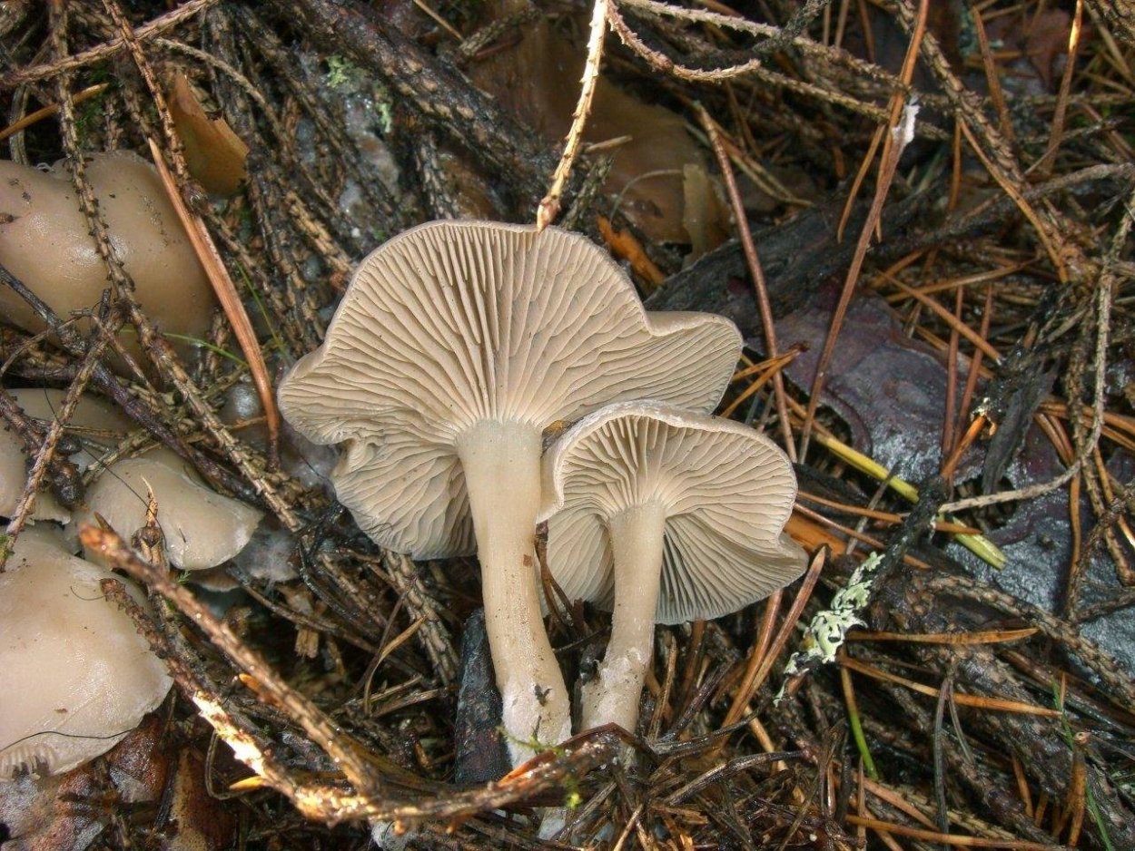 Говорушка ворончатая (Clitocybe Gibba)