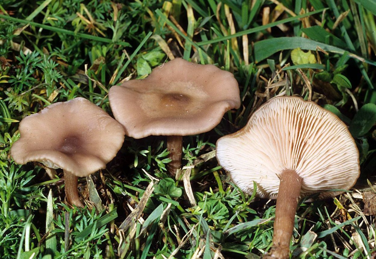Говорушка ворончатая (Clitocybe Gibba)
