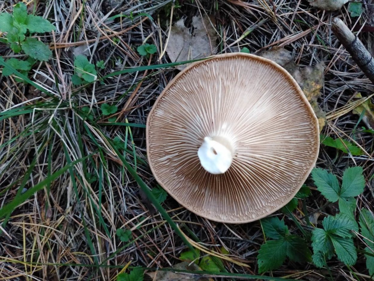 Leucopaxillus albissimus