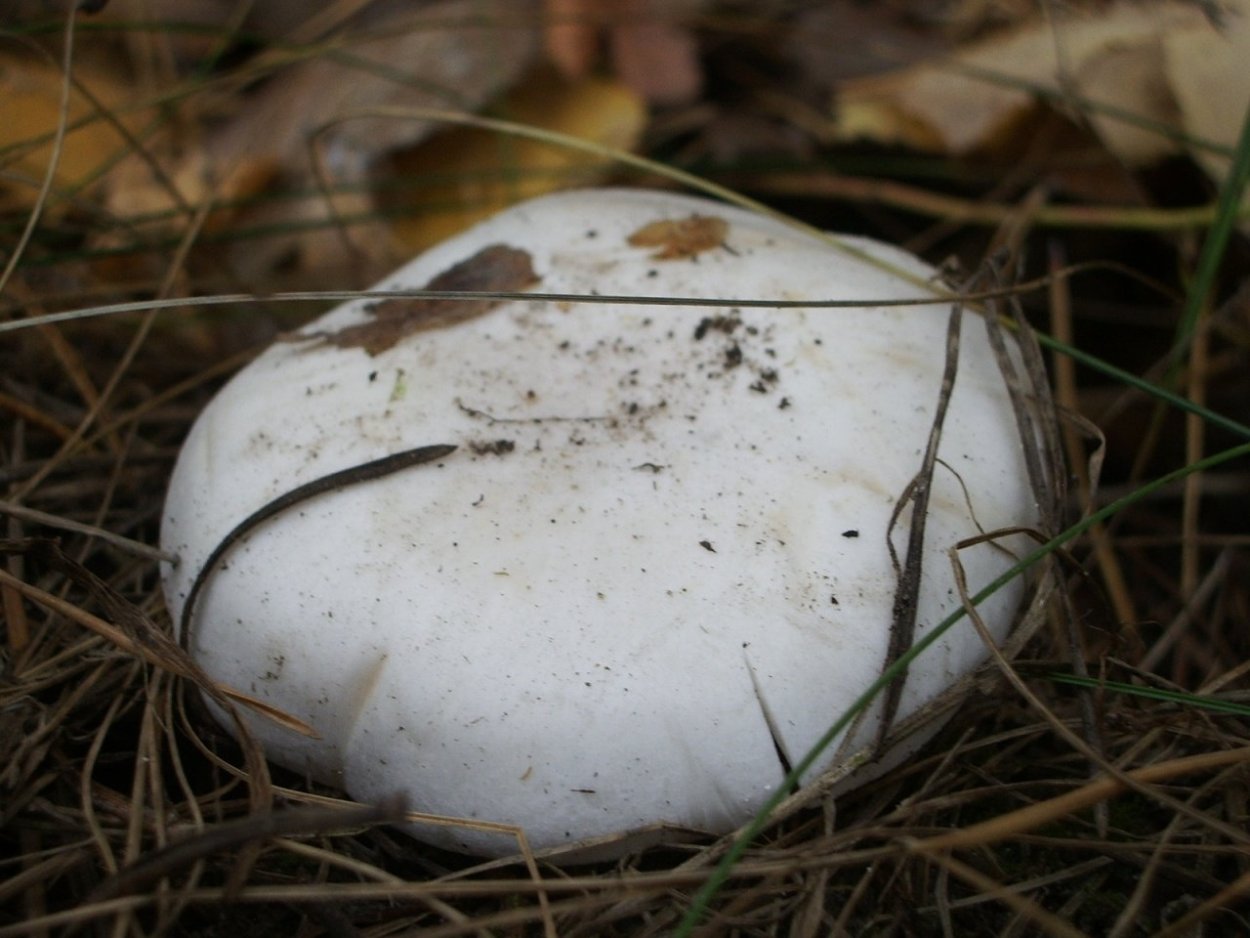 Rhizocybe pruinosa