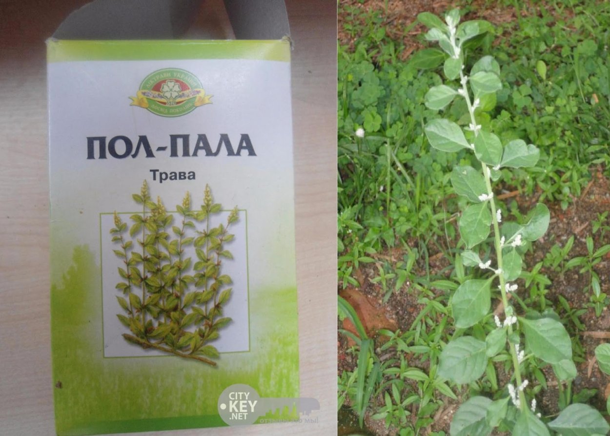 Пол-пала (эрва шерстистая) трава 30г