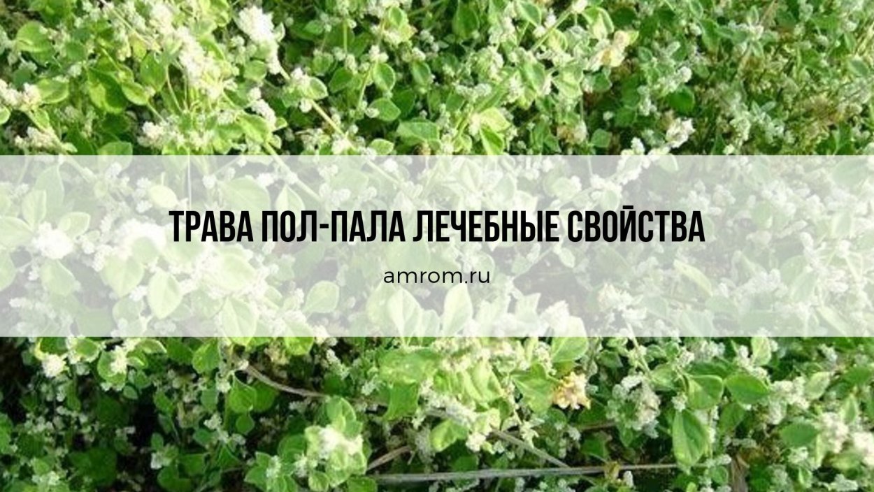 Полпола от почек