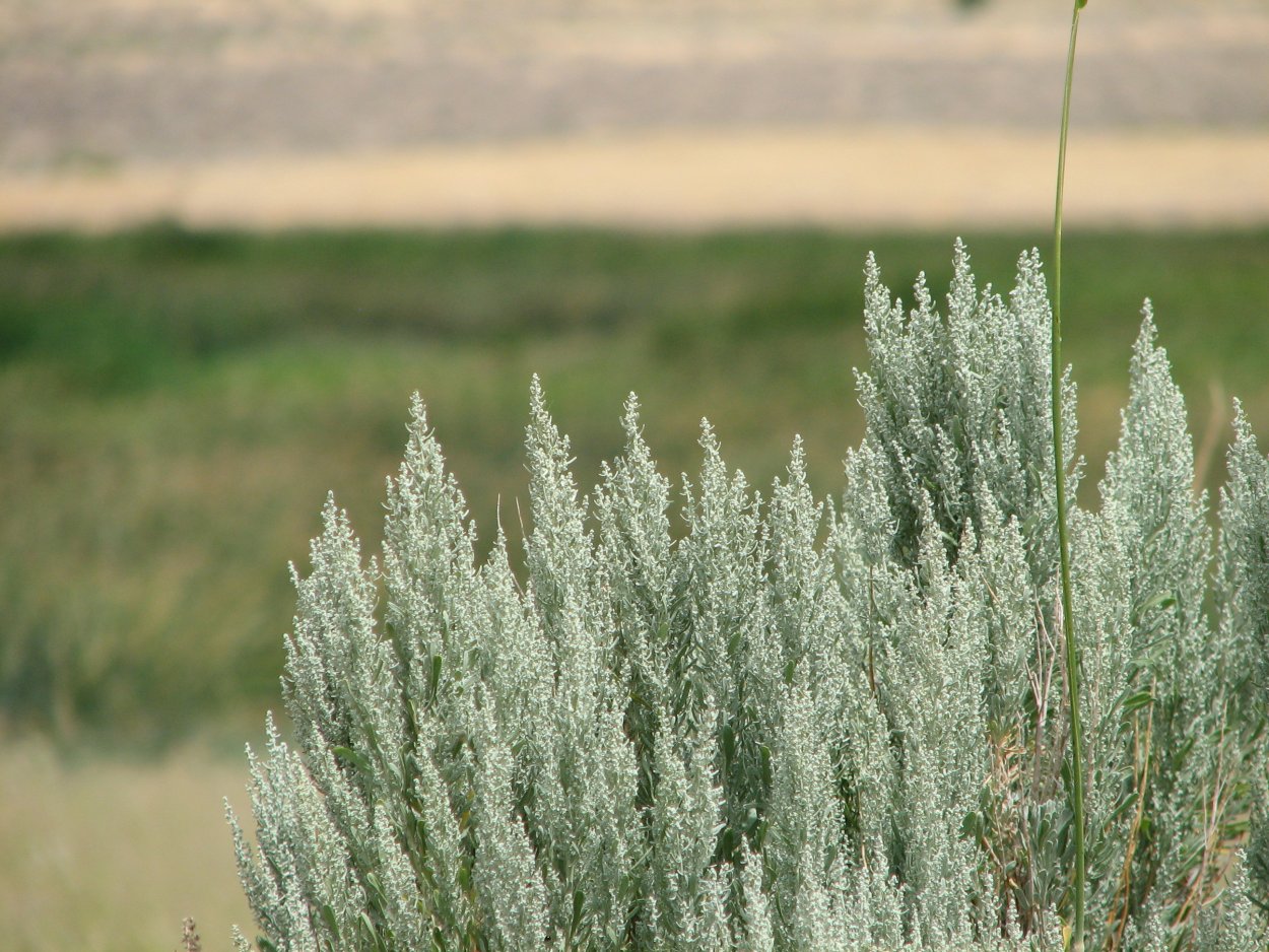 Полынь Каспийская Artemisia caspica
