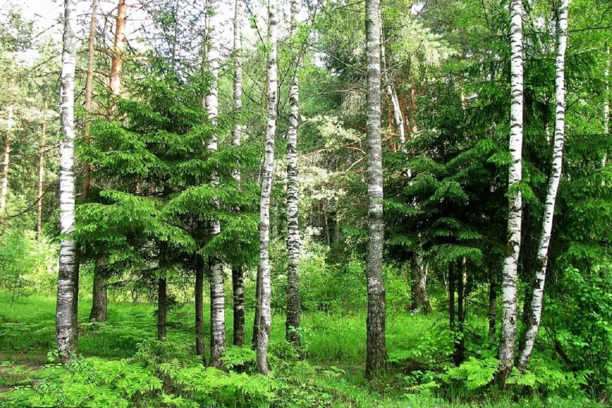 Сосново Лиственный лес