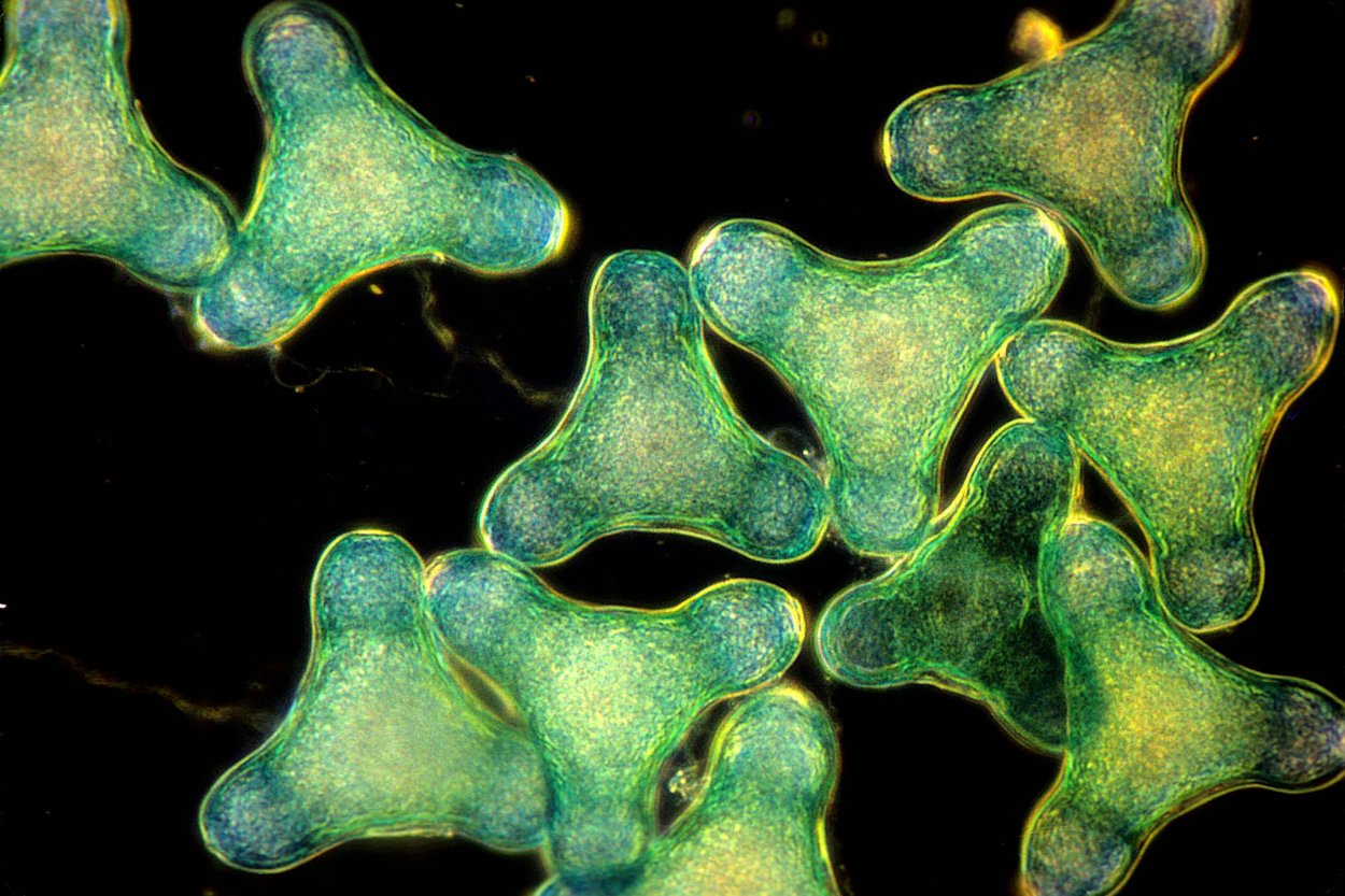 Стоматологический микроскоп