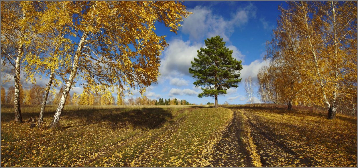 Осень сосны и березы