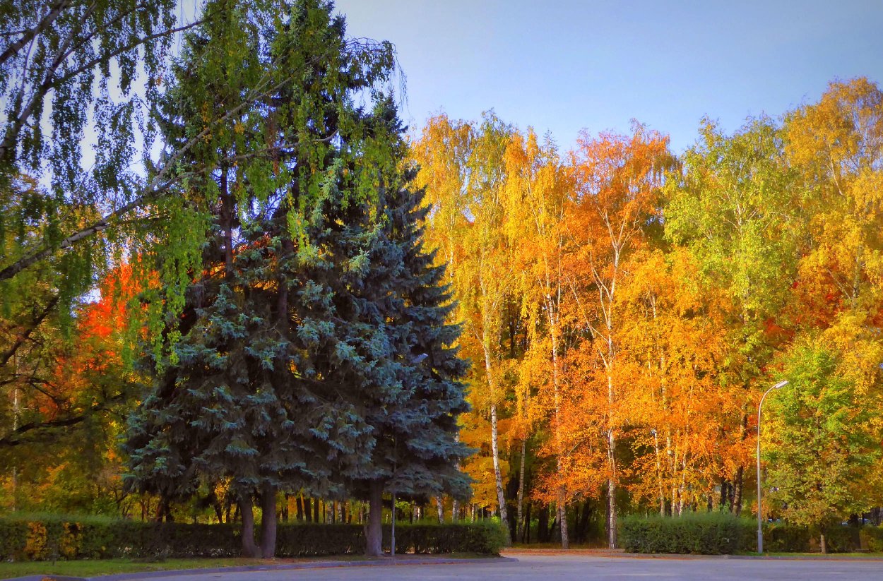 Ель и береза