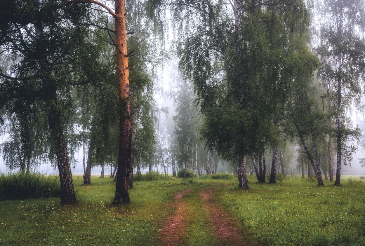 Березовая роща в тумане