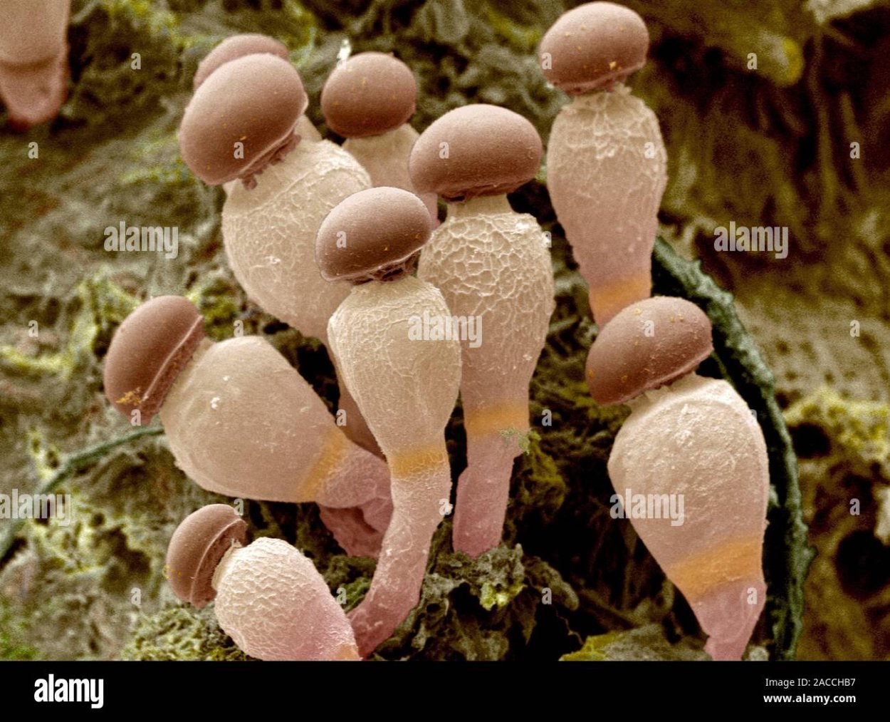 Zygomycota отдел грибов