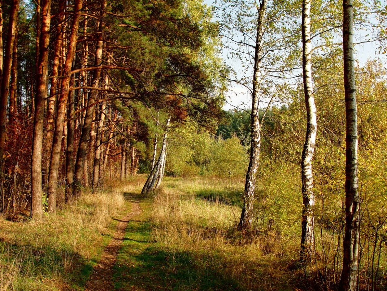 Черустинский лес заповедник