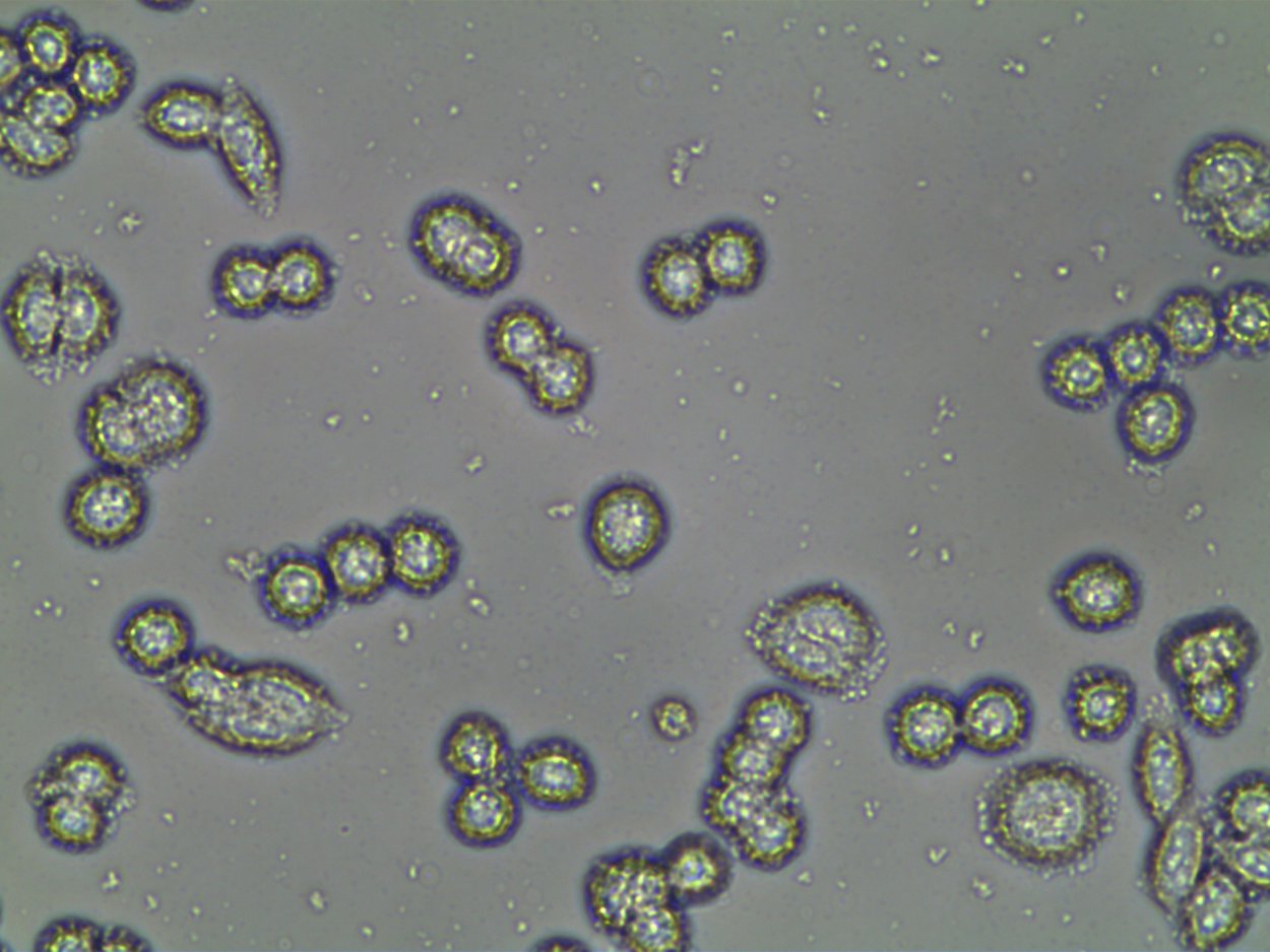 Saccharomyces cerevisiae аскоспоры