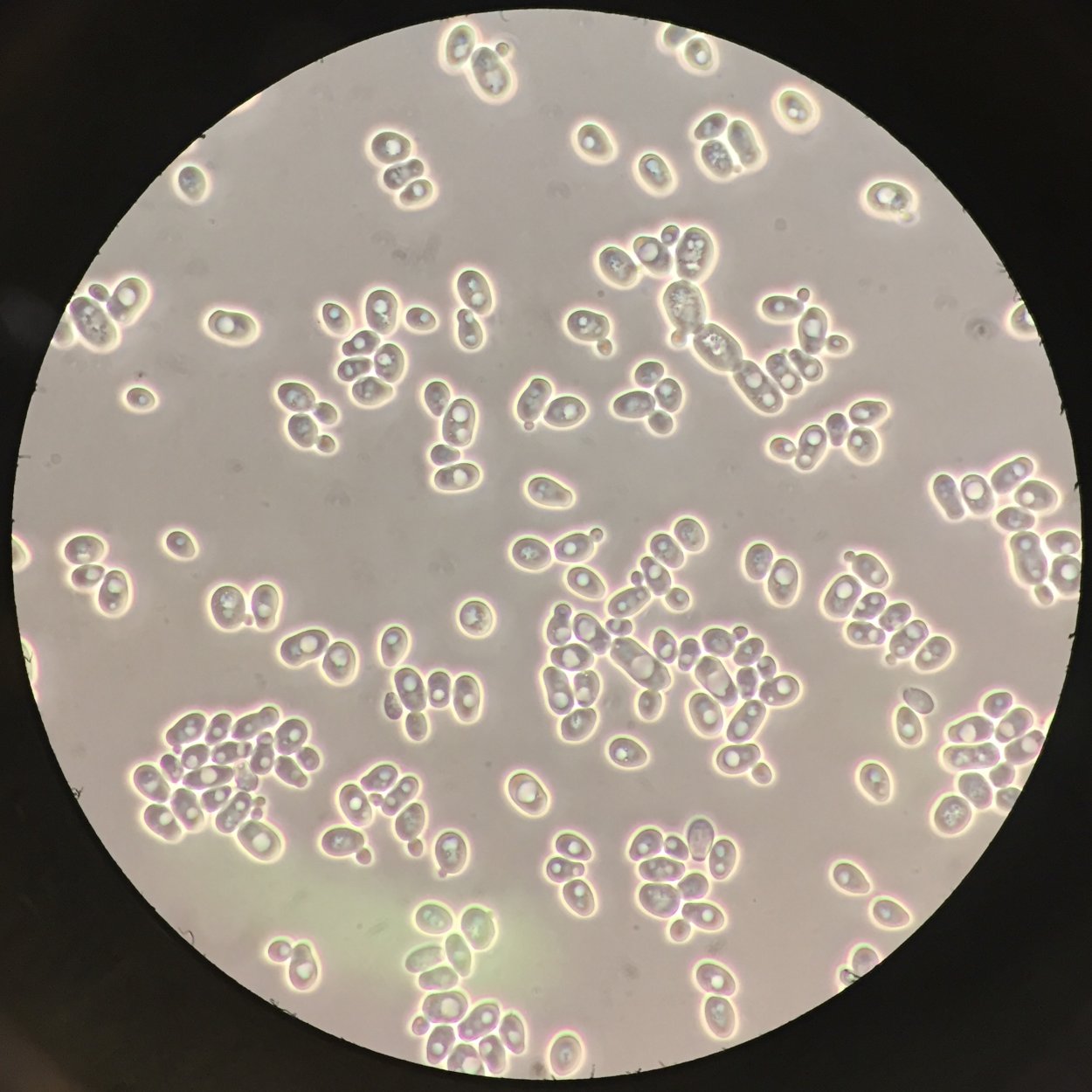 Saccharomyces cerevisiae микроскоп