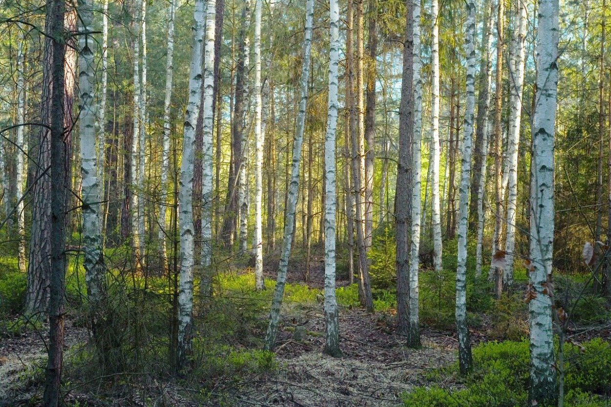 Береза смешанный лес