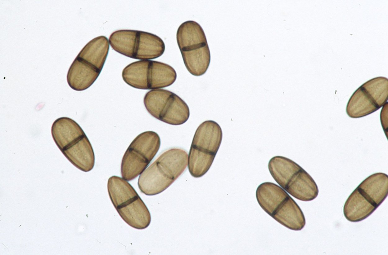 Настенные рисунки по фитопатологии