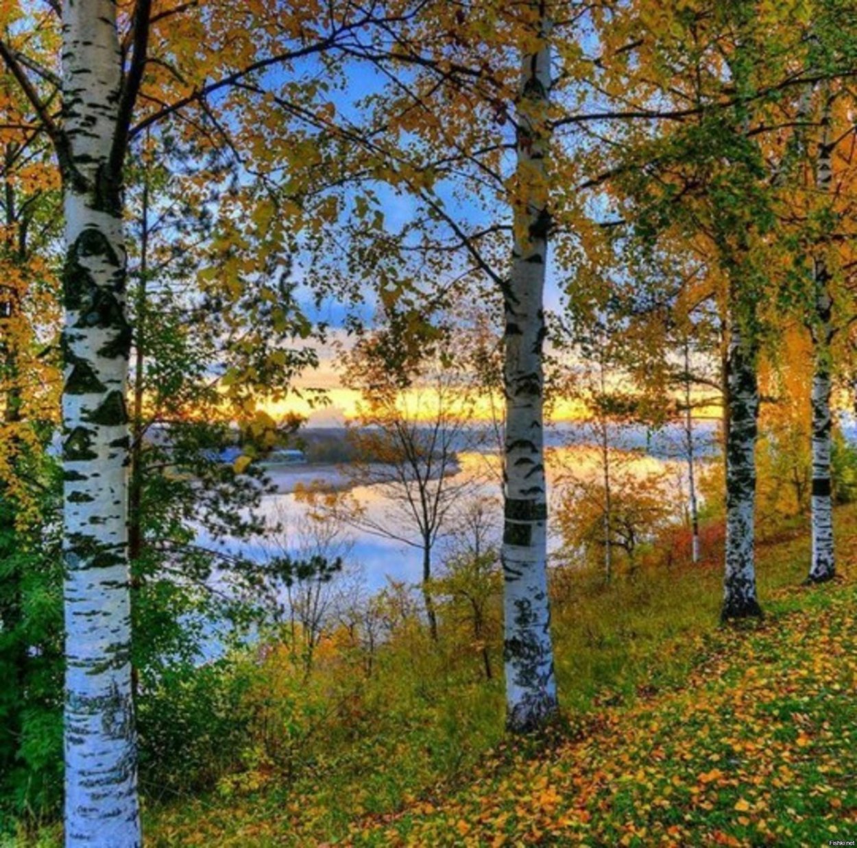 Береза ранней осенью