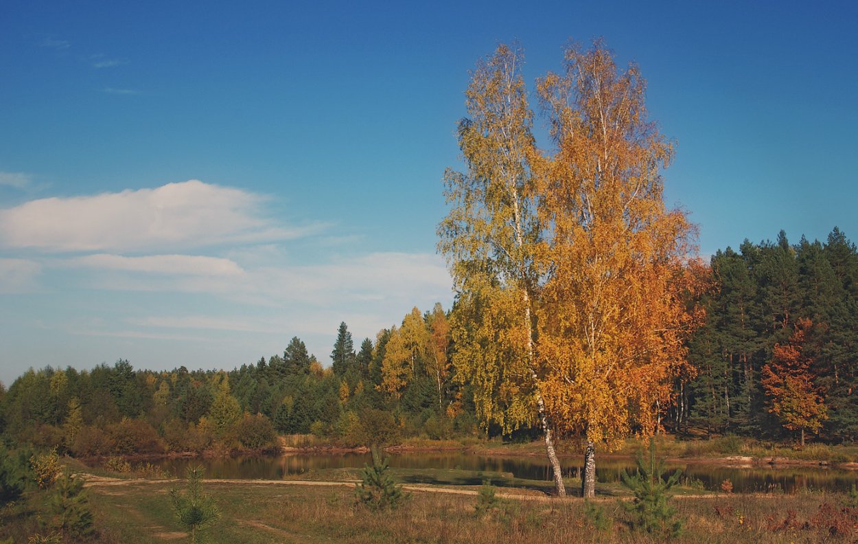 Осень сосны и березы