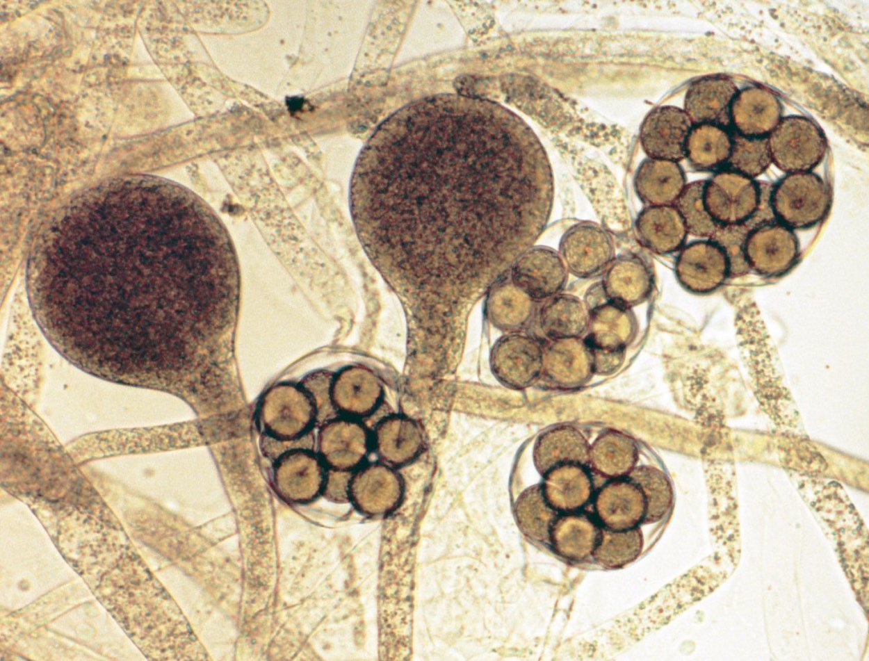 Сапролегниевые грибы