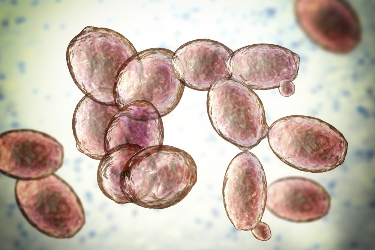 Saccharomyces cerevisiae грибы