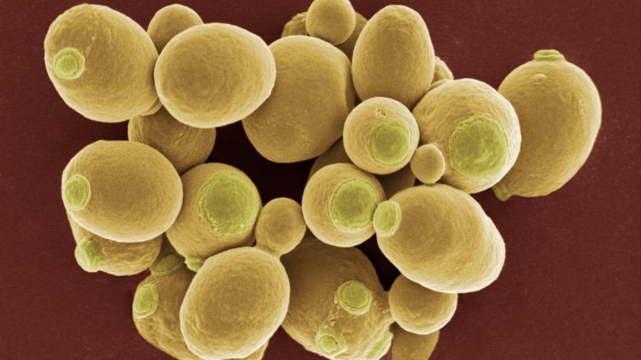 Одноклеточные дрожжи Saccharomyces cerevisiae