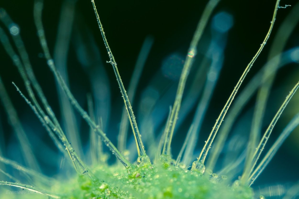 Микромир бактерии