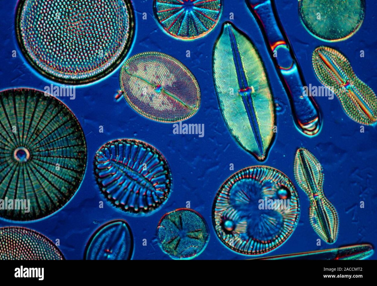 Диатомовые водоросли Байкала