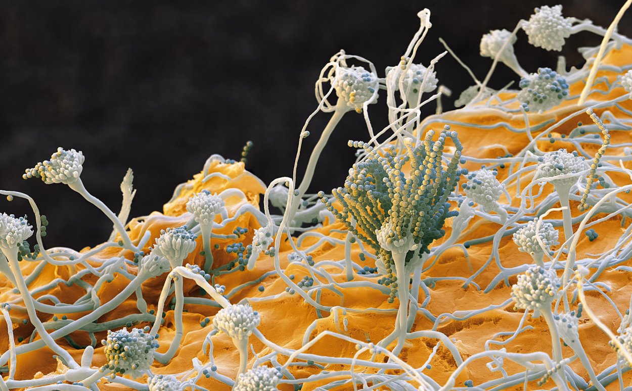 Микотоксины Penicillium