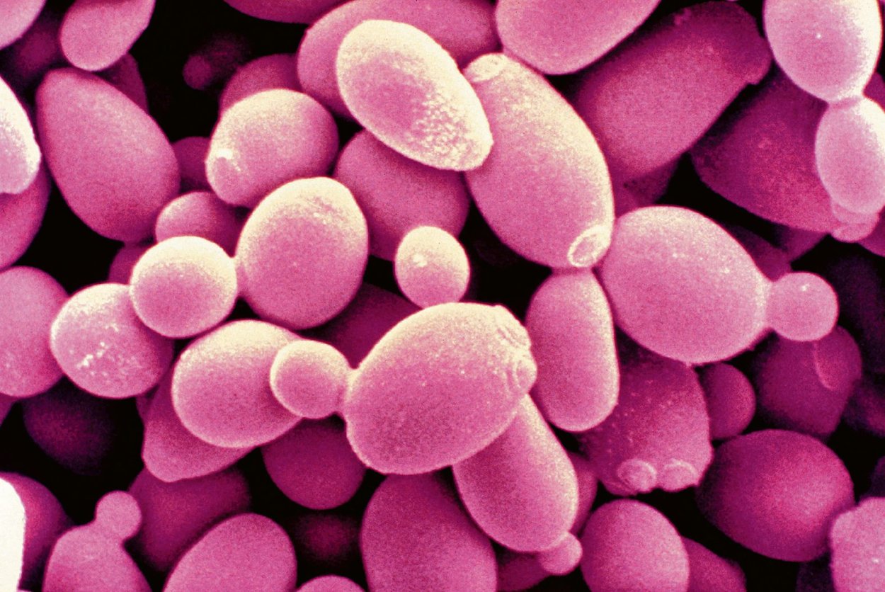 Пекарские дрожжи Saccharomyces cerevisiae