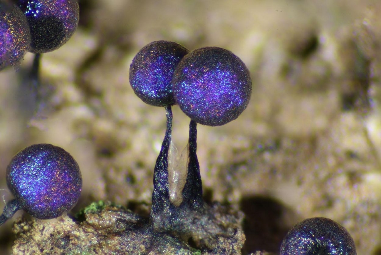 Elaeomyxa Cerifera Радужный пурпурный гриб