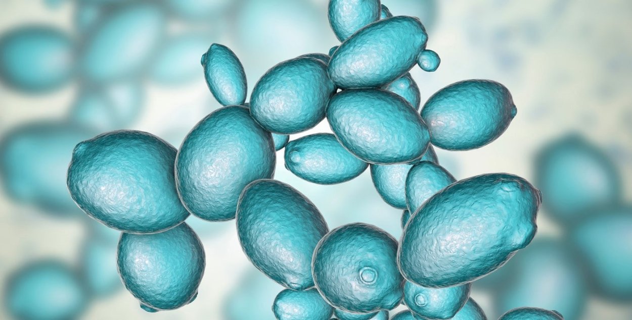 Дрожжи молекула