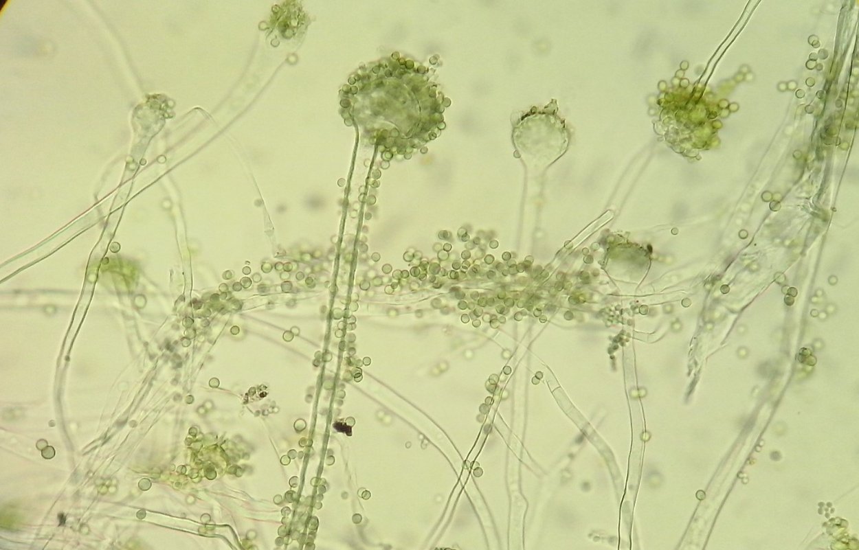 Aspergillus oryzae морфология