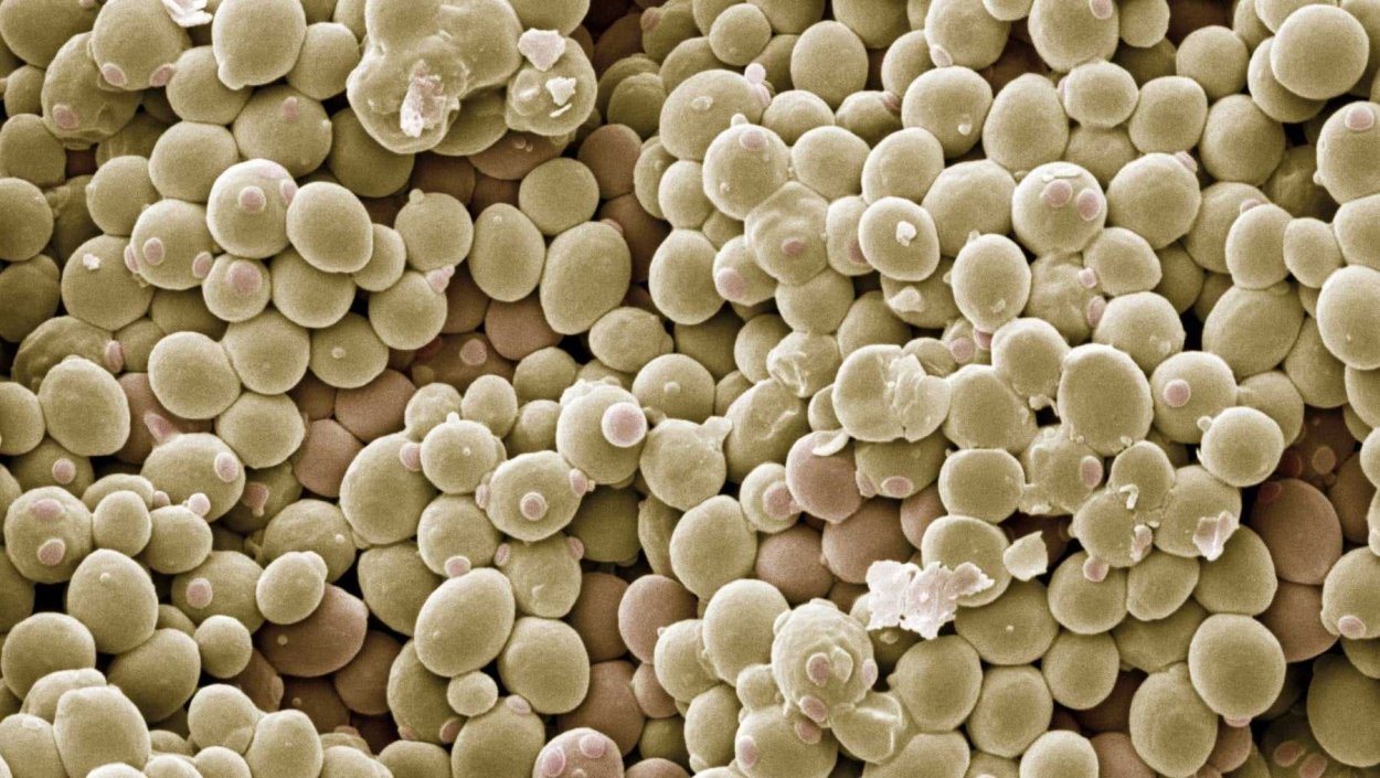 Дрожжи Saccharomyces cerevisiae