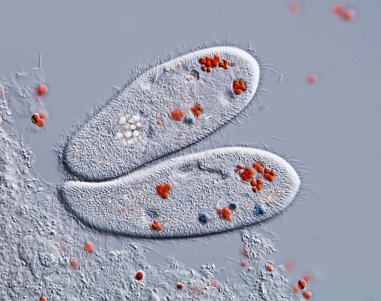Микроб инфузория туфелька
